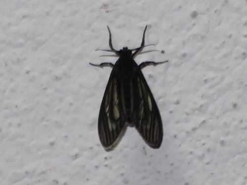 Ecdemus hypoleucus