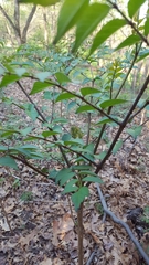 Aralia