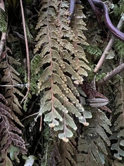 Hymenophyllum tomentosum