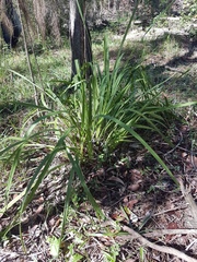 Dianella brevipedunculata