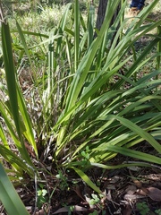 Dianella brevipedunculata
