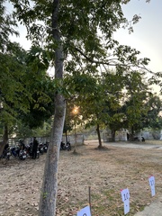 Pterocarpus macrocarpus