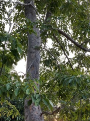 Pterocarpus macrocarpus