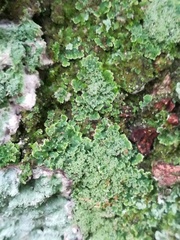 Phyllopsora parvifolia var. parvifolia image