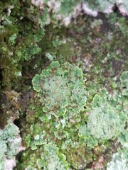 Phyllopsora parvifolia var. parvifolia image