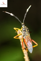 Holhymenia