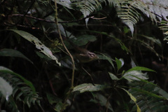 Basileuterus melanotis