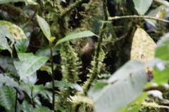 Premnoplex brunnescens