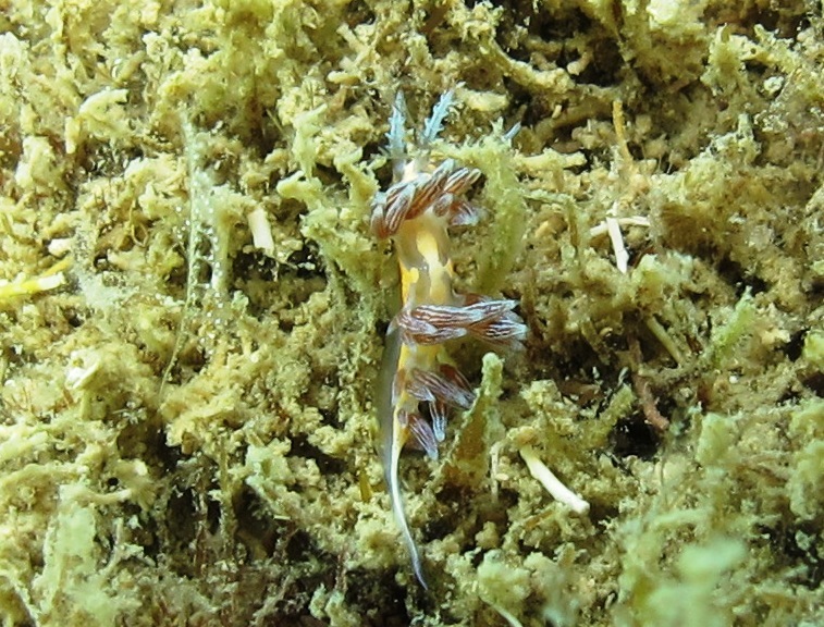 Orange-spotted Nanuca
