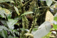 Premnoplex brunnescens