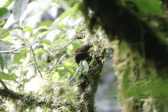 Premnoplex brunnescens