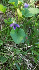 Viola