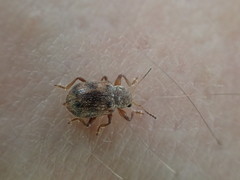 Xanthonia decemnotata