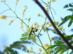 Scolia rufiventris