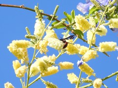 Scolia rufiventris