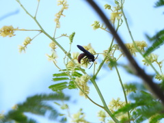 Scolia rufiventris