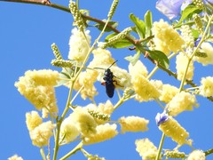 Scolia rufiventris