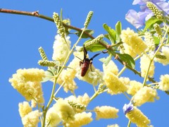 Scolia rufiventris