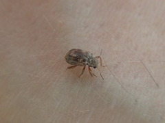 Xanthonia decemnotata