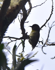 Hemignathus wilsoni