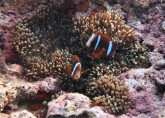 Amphiprion