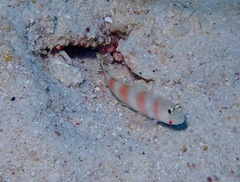 Amblyeleotris aurora