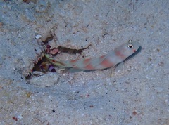 Amblyeleotris aurora