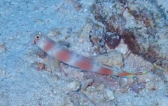 Amblyeleotris aurora