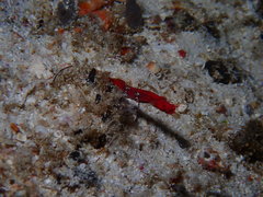 Acentronura breviperula