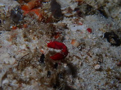 Acentronura breviperula