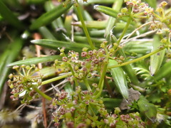 Chaerophyllum ramosum