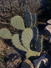 Opuntia