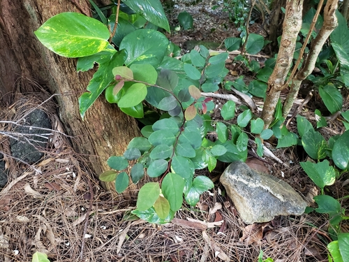 Breynia disticha observed 2021-12-23