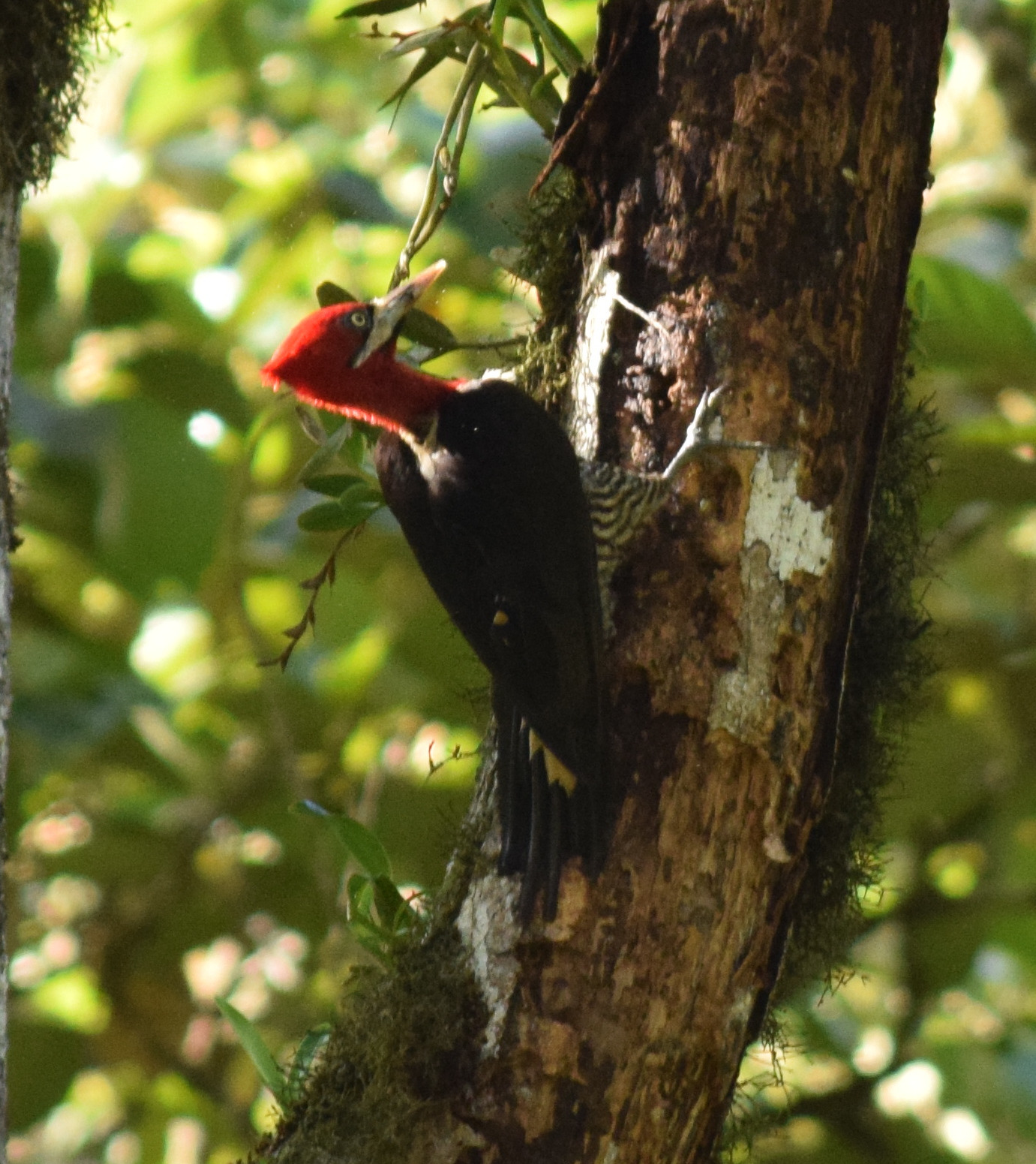 Robust Woodpecker illustration