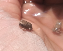 Pleurodema nebulosum