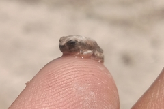 Pleurodema nebulosum