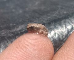 Pleurodema nebulosum