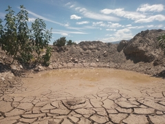 Pleurodema nebulosum