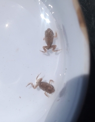 Pleurodema nebulosum