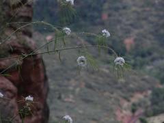 Thelypodium wrightii