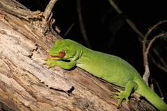 Naultinus stellatus