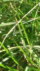 Ischnura denticollis