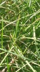 Ischnura denticollis