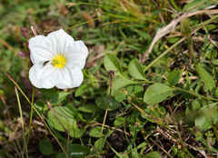 Nierembergia calycina