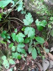 Arracacia atropurpurea