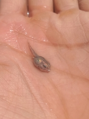 Pleurodema nebulosum