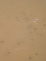 Pleurodema nebulosum