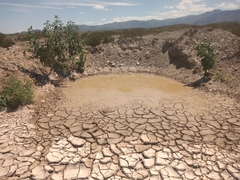 Pleurodema nebulosum