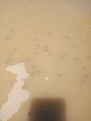 Pleurodema nebulosum