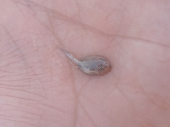 Pleurodema nebulosum